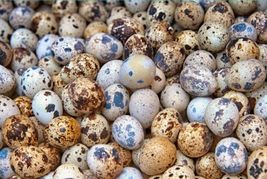 Undique 48 Fertile Cortunix Quail Hatching Eggs - £31.65 GBP