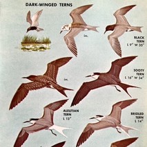 Dark Winged Terns Birds Varieties And Types 1966 Color Art Print Nature ... - £15.68 GBP