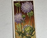Field Scabious Wild Flowers Wills Vintage Cigarette Card #36 - $2.96