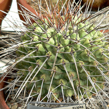 10pcs Thelocactus rinconensis Seeds Rare Cactus Plants - £5.08 GBP