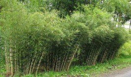 US Seller 50 Umbrealla Bamboo Seeds Privacy Garden Clumping - £9.13 GBP