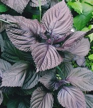 400 Seeds Purple Shiso Heirloom Seeds Rapid Bloom Enjoy - $8.35