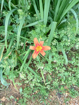 10 Daylily Ditch Lily &quot;Hemerocalis fulva&quot; Bulb/Clumps- Fresh &amp; Ready To ... - $25.69