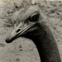 c1970s Ostrich Head Neck Black White Photograph Steven Willhite Glen Ellyn IL - £11.98 GBP