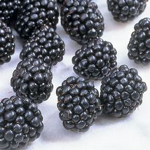 Live Plant Blackberry - &#39;Ouachita&#39; thornless - Rubus ouachita - £22.78 GBP