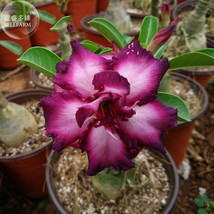 New Fresh Purple Angel Adenium Desert Rose 2 Seeds Bright Purple Double Petals E - $5.16