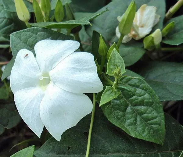 US Seller Thunbergia Fragrans White Lady Sweet Clock Vine 5 Seeds - £23.18 GBP