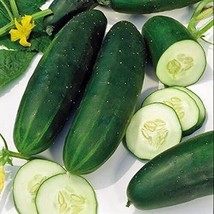 BPA Straight Eight Cucumber Seeds 50 Seeds Vegetable Garden Non-Gmo - £7.08 GBP