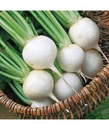 TURNIP SEED,TURNIP, WHITE EGG, HEIRLOOM, ORGANIC 500 SEEDS, NON GMO,VEGA... - £7.23 GBP