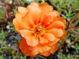 Sale 100 Seeds Orange Portulaca Moss Rose Portulaca Grandiflora Flower  USA - $9.90