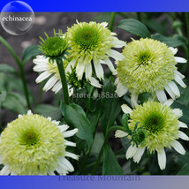 Heirloom &#39;Honeydew Cluster&#39; Green Echinacea 100 Seeds big blooms lovely coneflow - £6.95 GBP