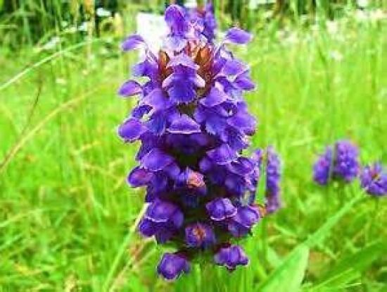 GIB Heal All Prunella Vulgaris 50 Fresh Seeds -  - $2.00