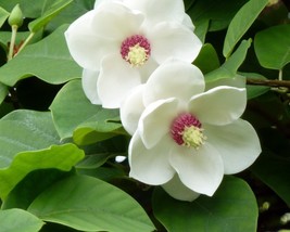 Magnolia Sieboldii (Small-flowered Magnolia) 10 seeds - $3.30