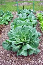 Collard Greens Seed, Vates, Heirloom, Organic, Non GMO, 500 Seeds, Colla... - $18.29