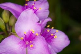 30 Seeds Purple Tradescantia Spiderwort Flower Perennial - £13.10 GBP