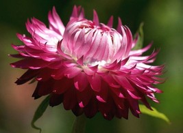 BPA 50 Seeds Pink Double Strawflower Helichrysum Bracteatum FlowerFrom USA - £7.91 GBP