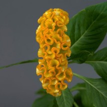 Celosia Seeds 25 Pelleted Seeds Celosia Neo Gold   - £18.88 GBP