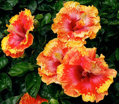New Fresh 20 Orange Yellow Red Hibiscus Seeds Flowers Flower Seed Perenn... - $12.28 CAD