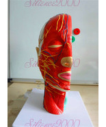 New Human ENT Anatomical Anatomy Throat Brain Cerebrum Otorhinolaryngolo... - €85,75 EUR