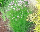 400 Seeds Chives Seeds Herb Green Onion Spring Fall Vegetable Garden Pat... - £7.18 GBP