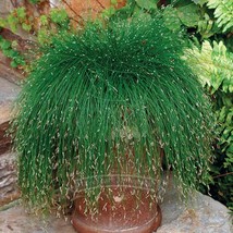 1 Packs 10 Seeds Isolepis Cernua Evergreen Fiber Optic Grass Seeds Plus Garden B - £14.72 GBP