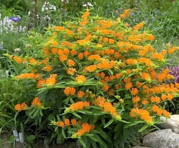 51 Orange Butterfly Weed Native Wildflower Heat Cold Fresh Seeds - £20.78 GBP