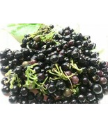 Wonderberry - Solanum x burbankii - 50+ seeds - So 030 - £1.58 GBP