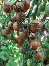 Reinhard&#39;s Purple Sugar Tomato - 5+ Seeds - P 398 - £1.56 GBP
