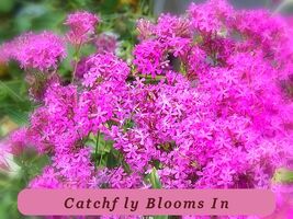 2000 Seeds Catchfly Fast Germination Blooms In 6 Weeks Pink Usa - $34.82 MXN