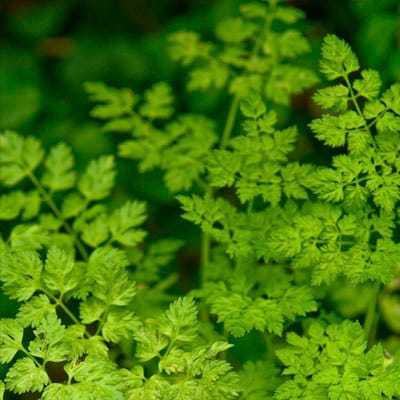 Greek mironi chervil seeds, herb seeds, 50 seeds, code 092 Item image 3