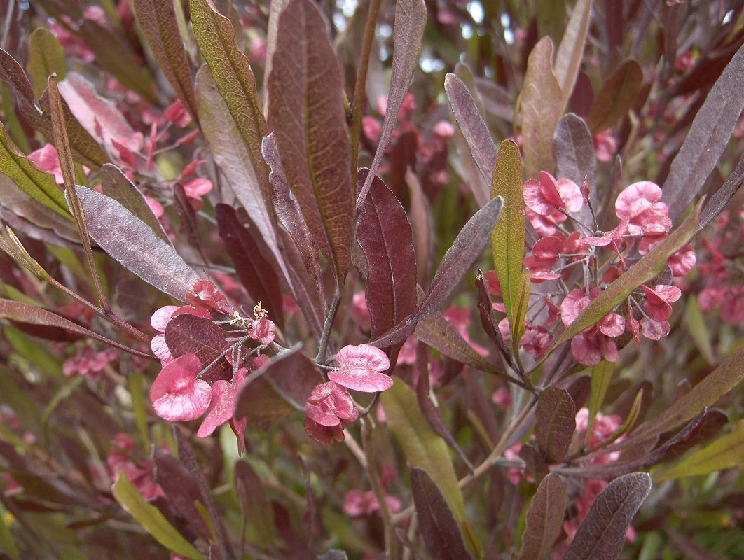 Dodonaea viscosa purpurea PURPLE HOPSEED BUSH Shrub Seeds! - $11.97