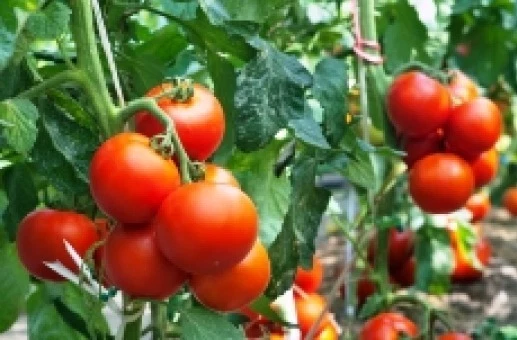 25 RUTGER,S  FRESH TOMATO SEEDS  - $1.86