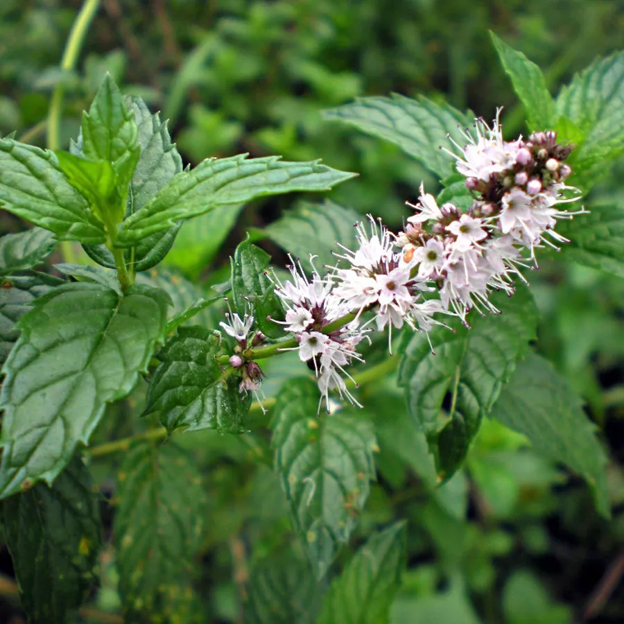 TISS 800 Spearmint Herb Seeds Mentha Spicata Non GMO Variety Sizes Garde... - £7.05 GBP