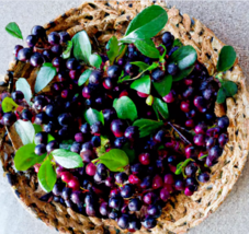 100+ Salal Berry Seeds (Gaultheria shallon) Edible Fruits, Evergreen Shr... - $8.29