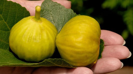 VP Smith Fig for Garden Planting USA  100+ Seeds - £6.45 GBP