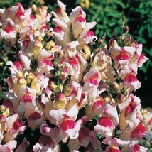 30+ GIANT LIPSTICK SILVER SNAPDRAGON FLOWER SEEDS LONG LASTING ANNUAL - $9.84