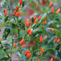 Hot Pequin Pepper 20 Seeds Super Hot Spicy Flavor Piquin Fast Ship Fresh USA SEL - £12.13 GBP