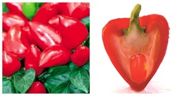 40 Seeds Red Heart Ornamental Pepper Bright Red Edible Hot Chili Vegetable - £13.27 GBP