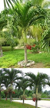 Thai Christmas Palm, 5 Seeds, MANILA KERPIS - £3.15 GBP