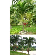 Thai Christmas Palm, 5 Seeds, MANILA KERPIS - £3.10 GBP