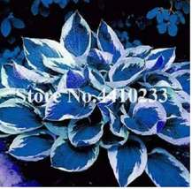 SG 150 Pcs Beautiful Hosta Bonsai, Perennials Lily Flower Shade Hosta Fl... - $7.29