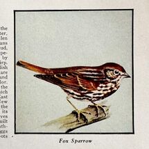 Fox Sparrow Bird Print 1931 Blue Book Birds Of America Animals Art PCBG21B - $14.01 CAD