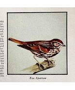 Fox Sparrow Bird Print 1931 Blue Book Birds Of America Animals Art PCBG21B - €8,58 EUR