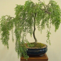 Bonsai Tree - Australian Willow Tree Cutting - Nice Thick Trunk  - £8.60 GBP