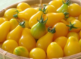 Tomato Seeds Yellow Pear Yellow Tomato Very Large Crops 50Ct Fast Ship USA Selle - £6.56 GBP