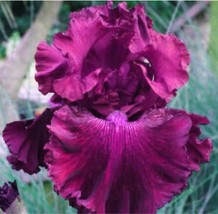 Bearded Iris Flower Seeds Redish Purple Double Flowers - $5.99