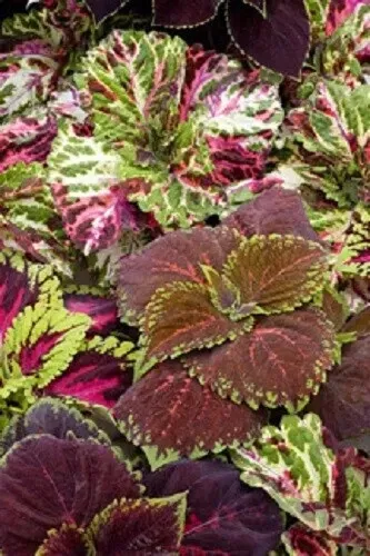 New Fresh 15 Seeds Coleus Kong Empire Mix Giant - £9.02 GBP