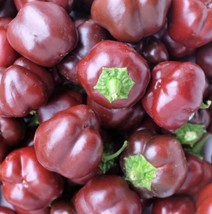 FRESH Mini Chocolate Bell Pepper Seeds | Heirloom | Organic - $11.75