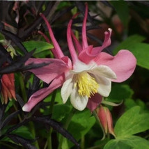 SEPTH 50 Pink White Columbine Seeds Columbines Aquilegia Seed - £4.72 GBP