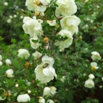 New Fresh Seeds 5 White Japanese Rose Seeds - £9.50 GBP